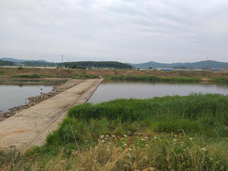 무료터 청미천의 모습 (조황조행기 - 특파원조황)