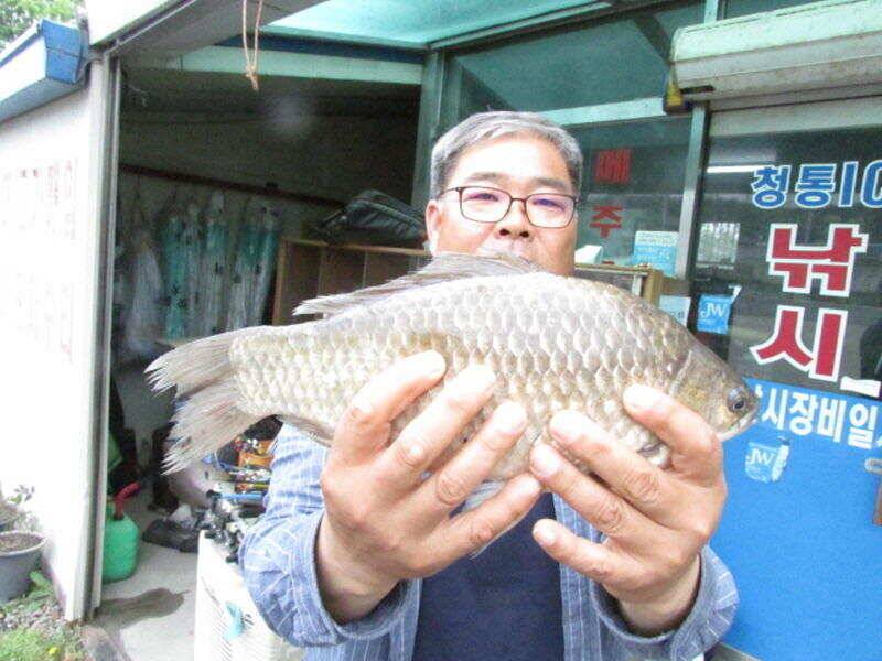 5월2주차 조황소식입니다 (조황조행기 - 특파원조황)