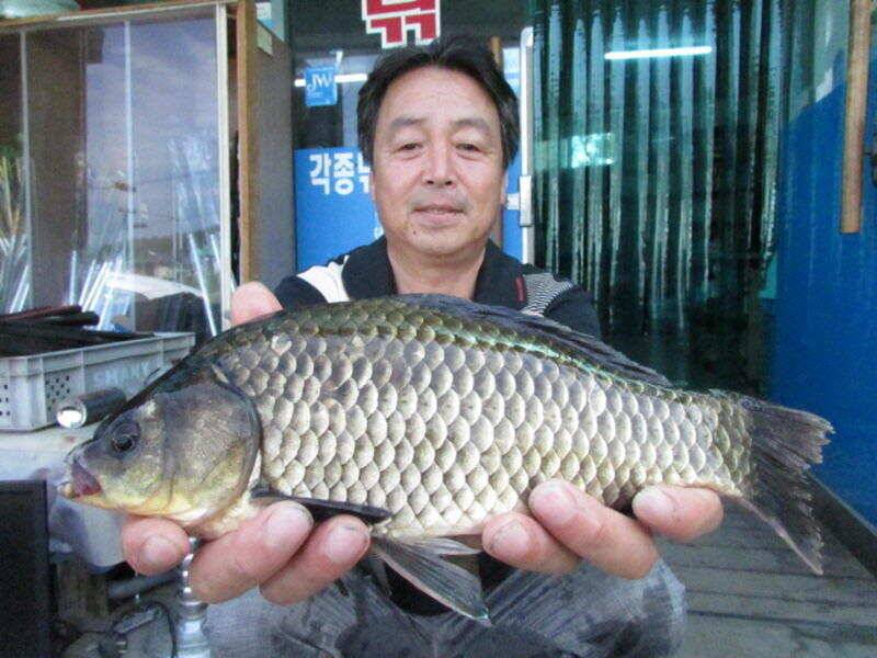 8월 2주차 조황 입니다 (조황조행기 - 특파원조황)