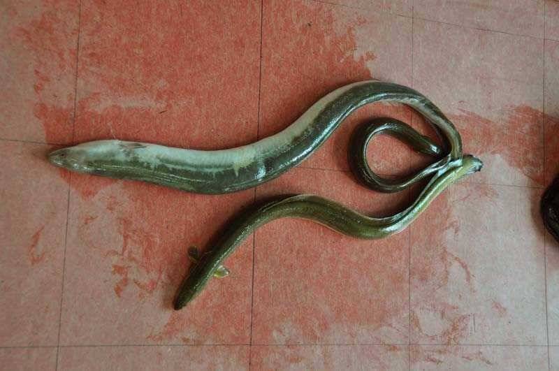 서운리 솔 명서 소식과 15kg 대물장어 모습 (조황조행기 - 특파원조황)