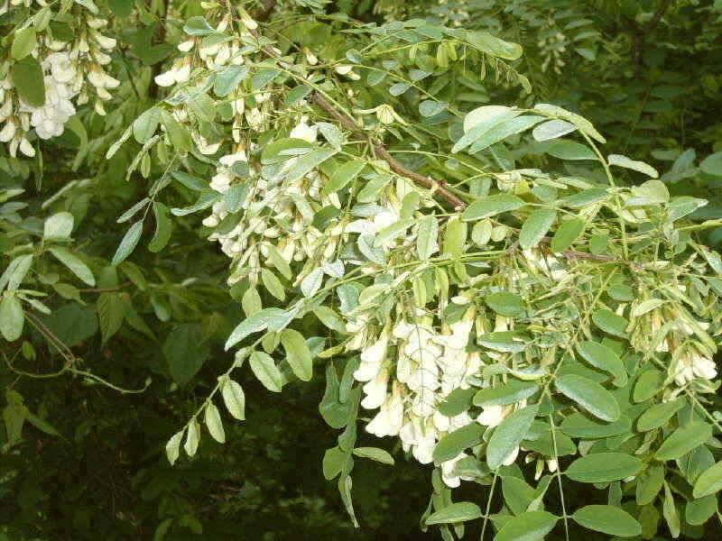 죽산지 영동 죽산지 (조황조행기 - 특파원조황)