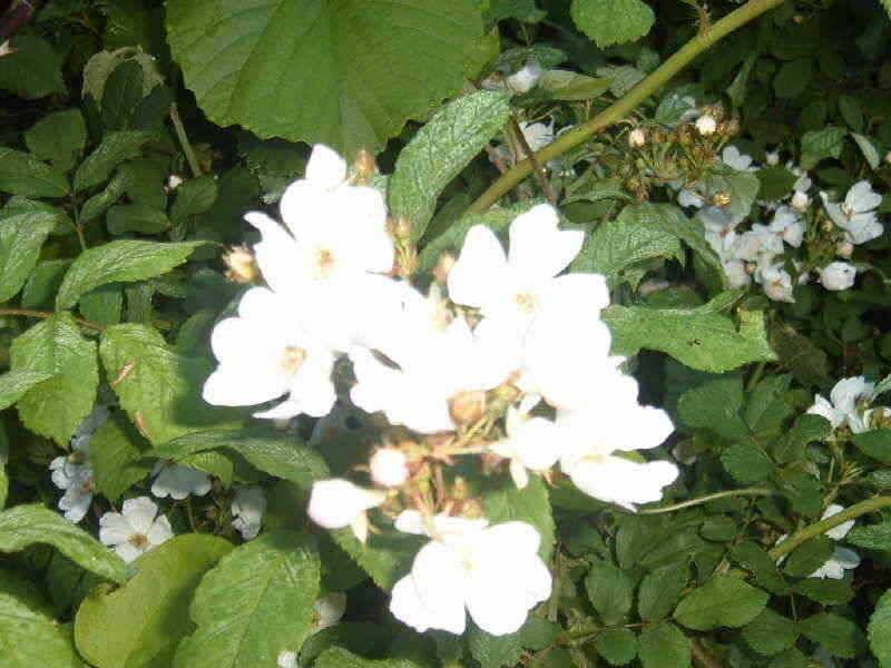 죽산지 조황 (조황조행기 - 특파원조황)