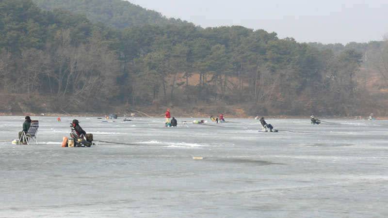 산척저수지의 붕어사냥 (조황조행기 - 특파원조황)