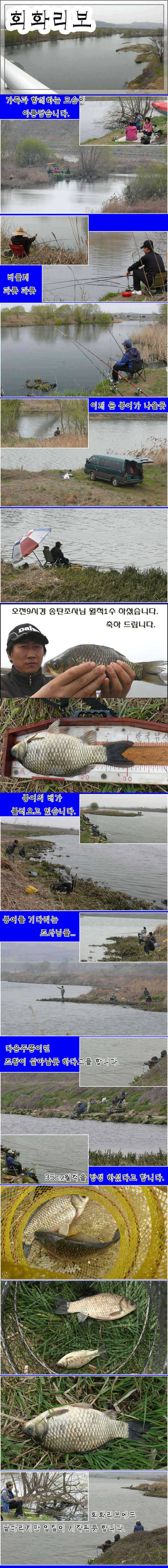 산란 앞둔 회화리보 와 오산천 (조황조행기 - 특파원조황)