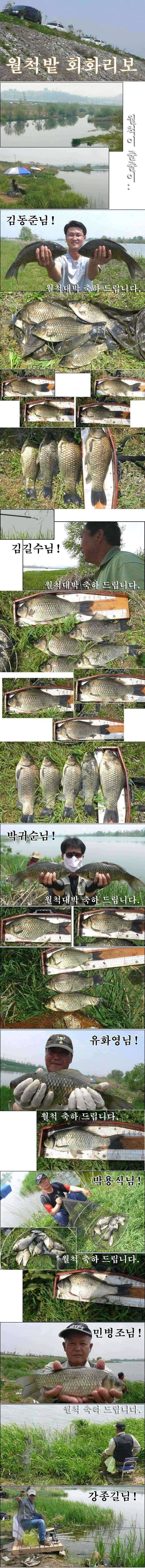 월척대박 대물밭 회화리보 (조황조행기 - 특파원조황)
