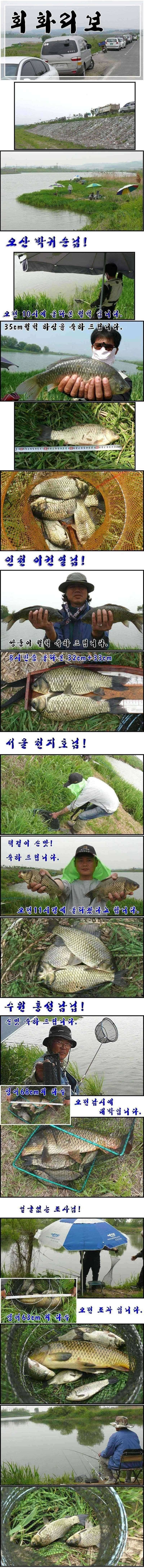 이제야 산란 들어간 회화리보 준월척 행진 (조황조행기 - 특파원조황)