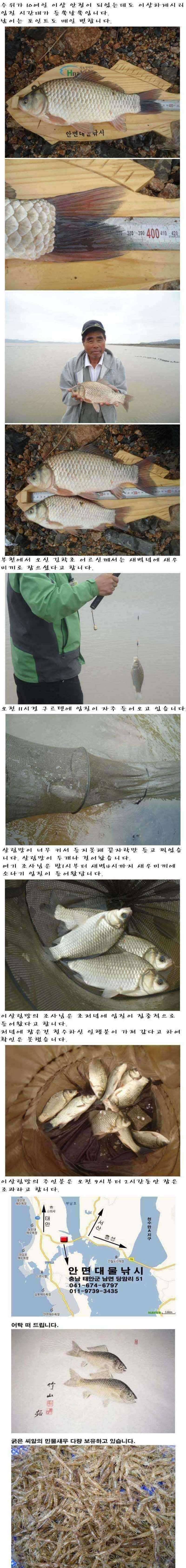 부남호는 오늘도 대물붕어의 행진이 계속 이어지고 있습니다 (조황조행기 - 특파원조황)