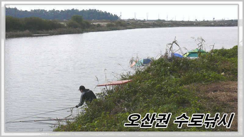 저수온에 호황을 보이는수로낚시 (조황조행기 - 특파원조황)
