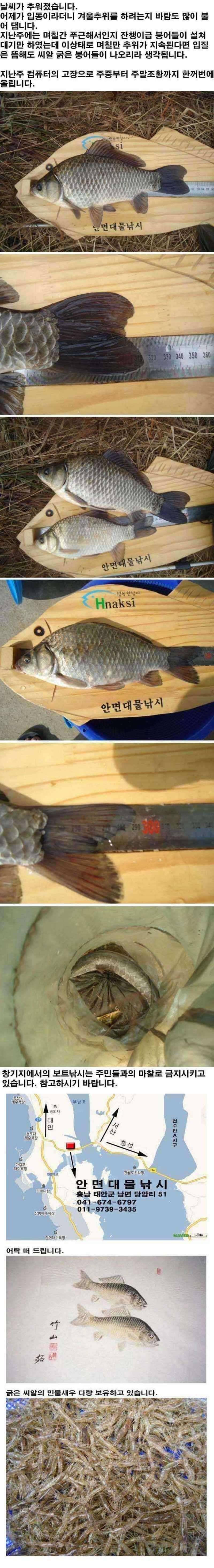 안면도권 주말 조황 안내 (조황조행기 - 특파원조황)