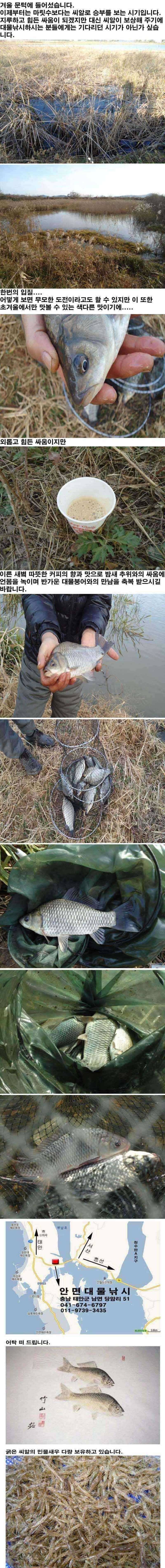 안면도권 주말 조황 안내 (조황조행기 - 특파원조황)