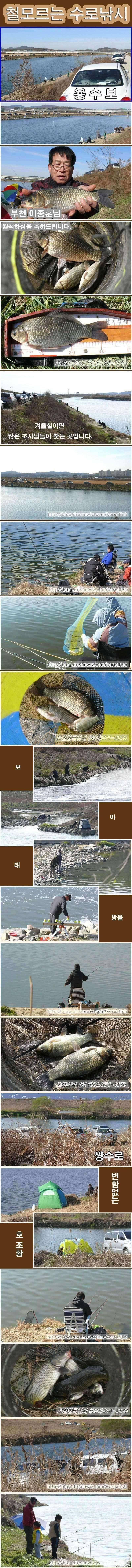 계절을 모르는 붕어들이 살아 숨 쉬는 곳 (조황조행기 - 특파원조황)