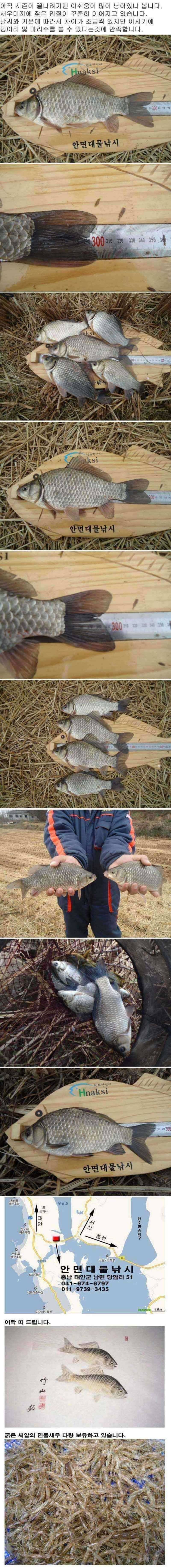새우낚시 아직 끝나지 않았습니다 (조황조행기 - 특파원조황)