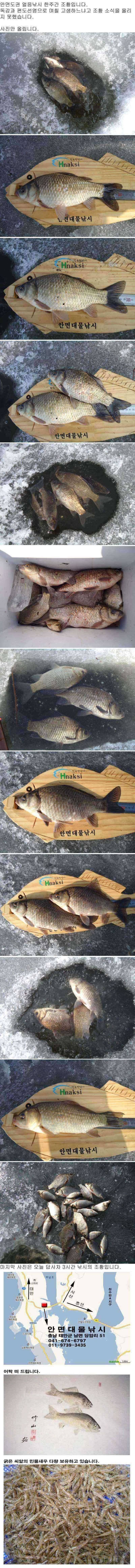 안면도권 저수지 얼음낚시 주중 조황 안내 (조황조행기 - 특파원조황)