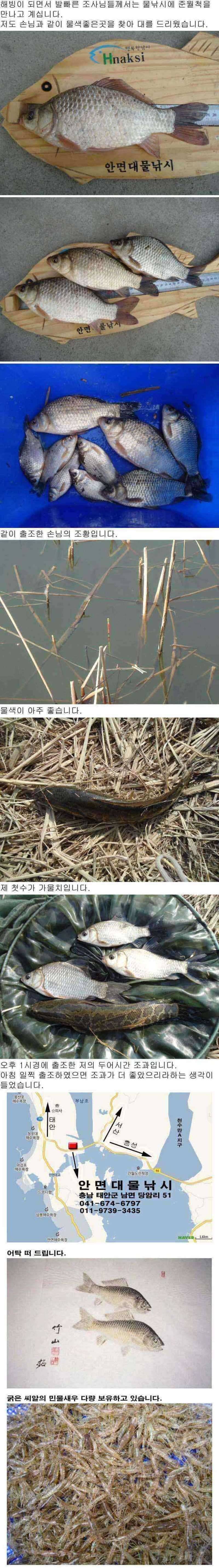 안면도권 저수지 및 수로 조황 안내 (조황조행기 - 특파원조황)