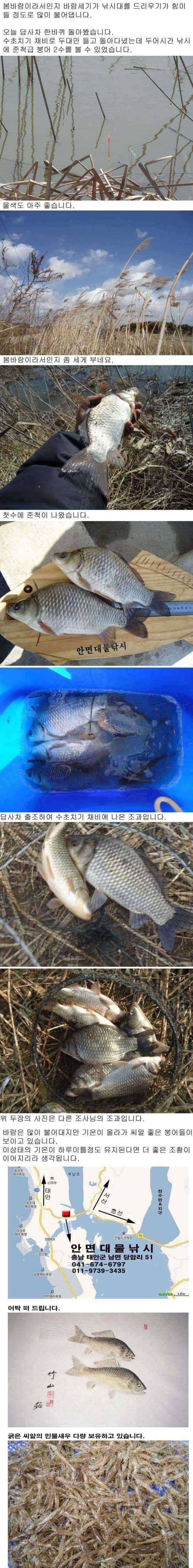 안면도권 저수지 및 수로 조황 안내 (조황조행기 - 특파원조황)