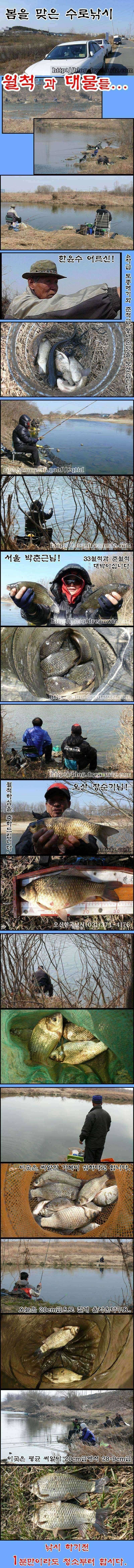 준월척 붕어와 대물잉어들 (조황조행기 - 특파원조황)