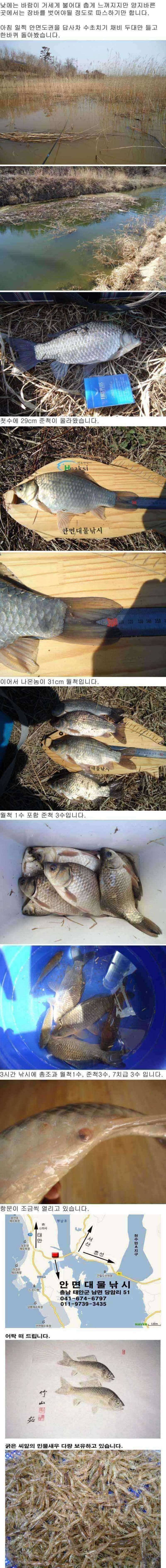 안면도권 저수지 및 수로 조황 안내 (조황조행기 - 특파원조황)