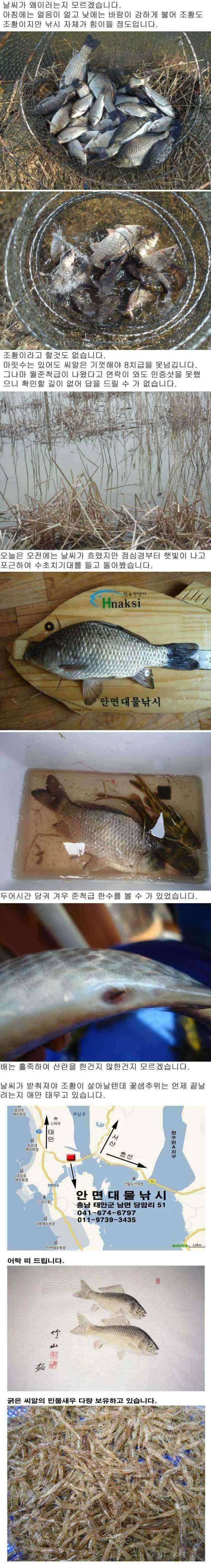 안면도권 저수지 및 수로 조황 안내 (조황조행기 - 특파원조황)