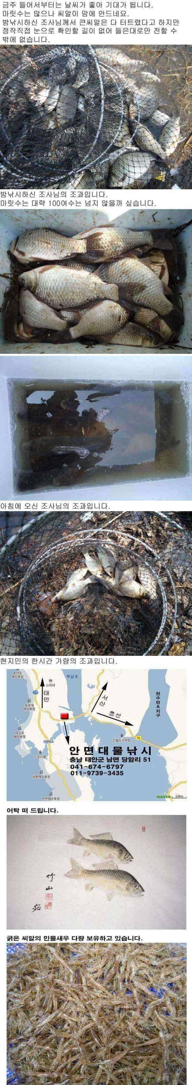 안면도권 저수지 및 수로 주중 조황 안내 (조황조행기 - 특파원조황)