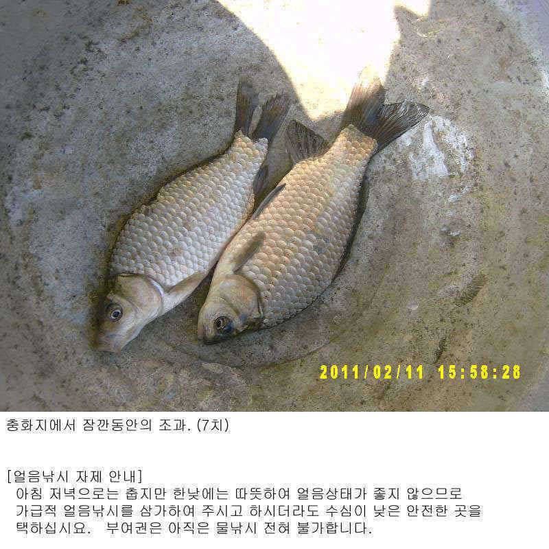 이제 부여권은 얼음낚시 자제하셔야 (조황조행기 - 특파원조황)