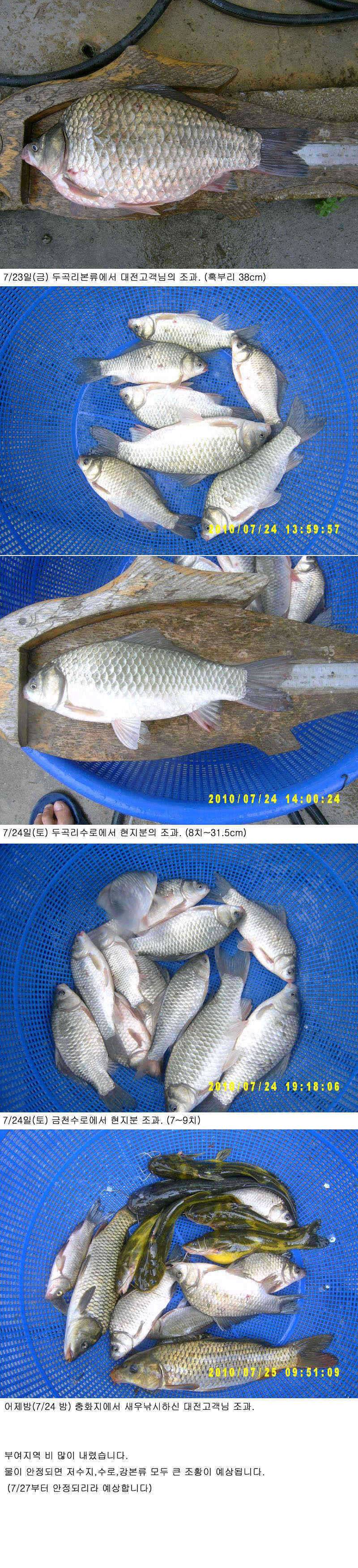 부여권 많은 비혹부리 38cm (조황조행기 - 특파원조황)