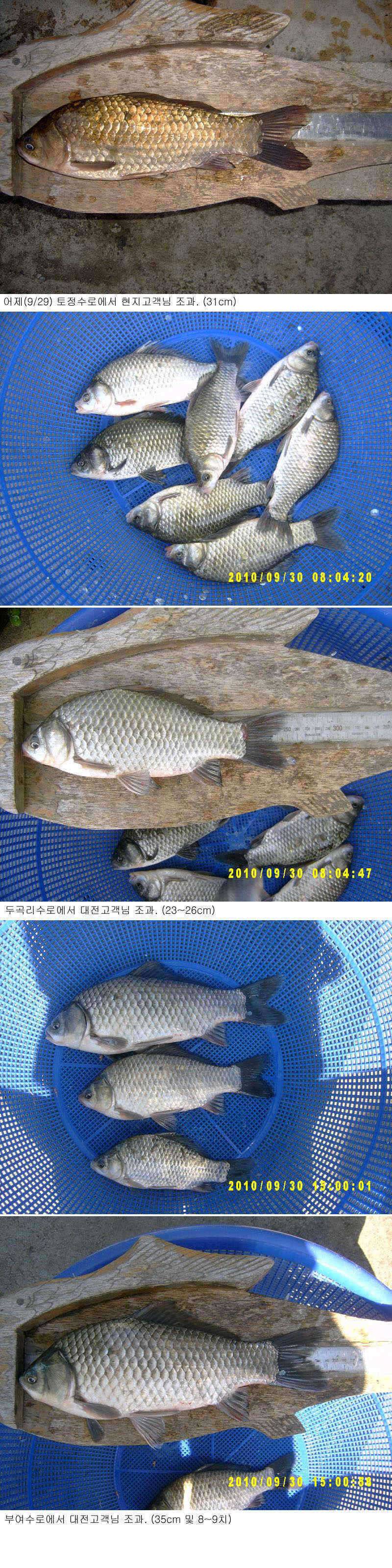 부여권수로조황35cm (조황조행기 - 특파원조황)