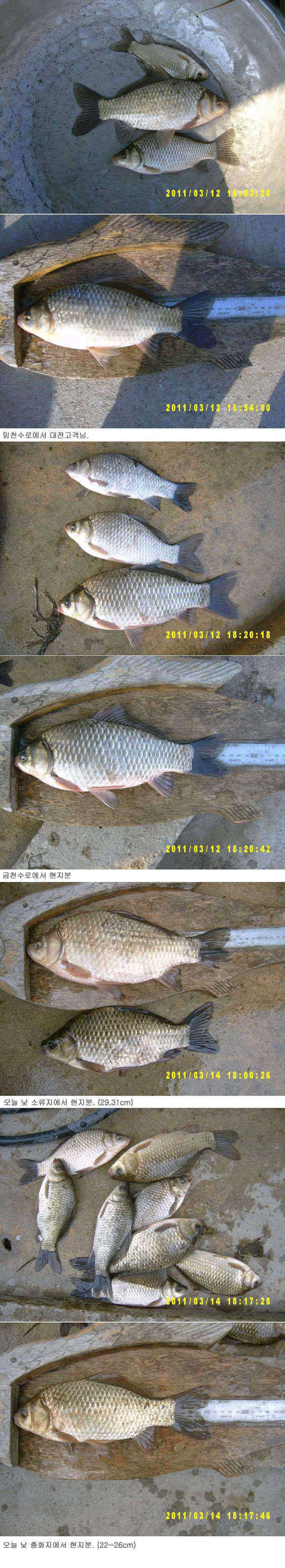 조과사진 (조황조행기 - 특파원조황)