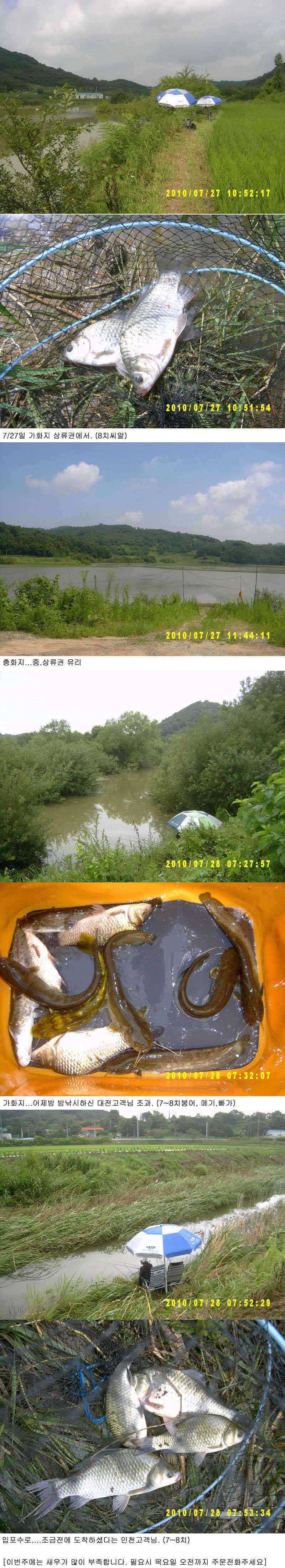 728일 물이 뒤집히고 조황 살아납니다 (조황조행기 - 특파원조황)