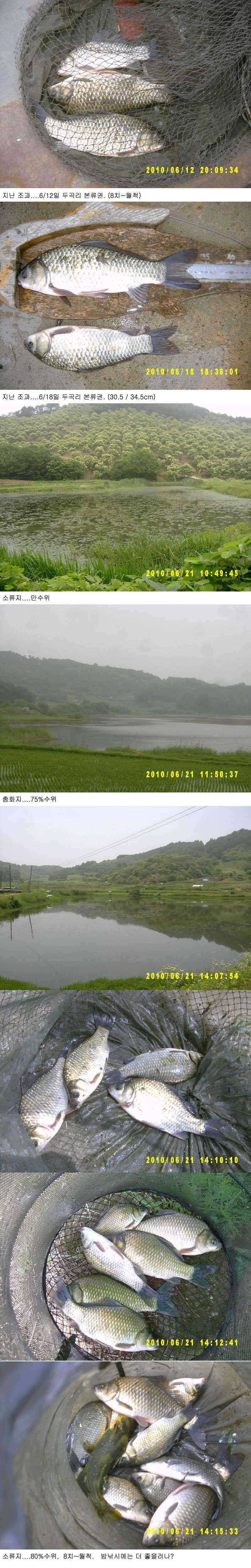 부여권모내기도 끝났고 이제 나오려나 (조황조행기 - 특파원조황)