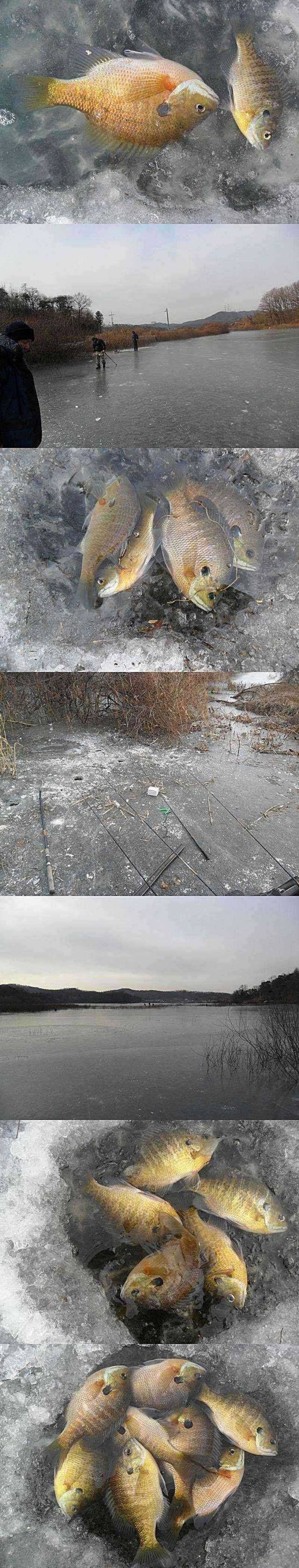 고삼지 블루길 입질 활발 (조황조행기 - 특파원조황)