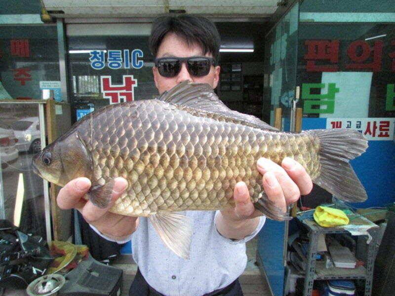5월 첫주 조황 입니다 (조황조행기 - 특파원조황)