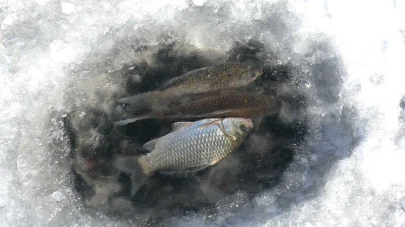 산척저수지의 붕어사냥 (조황조행기 - 특파원조황)