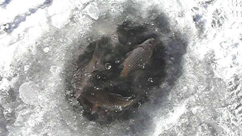 산척저수지의 붕어사냥 (조황조행기 - 특파원조황)