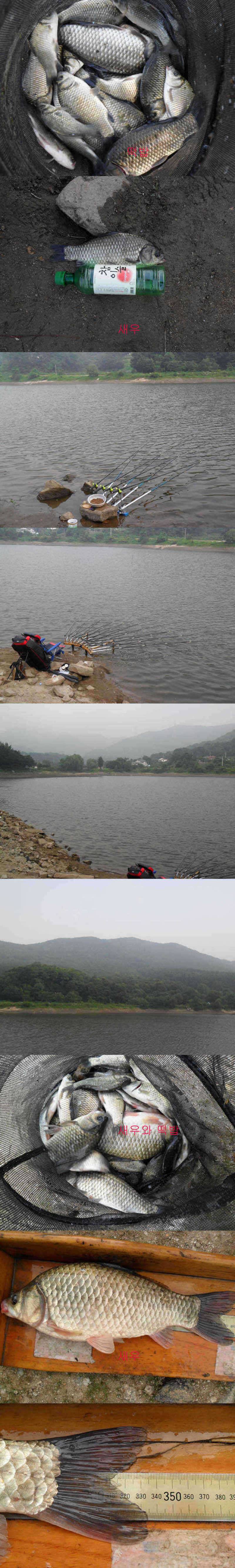 학일 1호지 새우와 떡밥에 올라온 붕어들 (조황조행기 - 특파원조황)