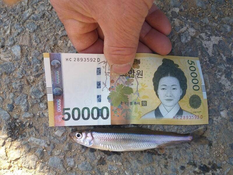 씨알 좋은 빙어들장계지 (조황조행기 - 특파원조황)