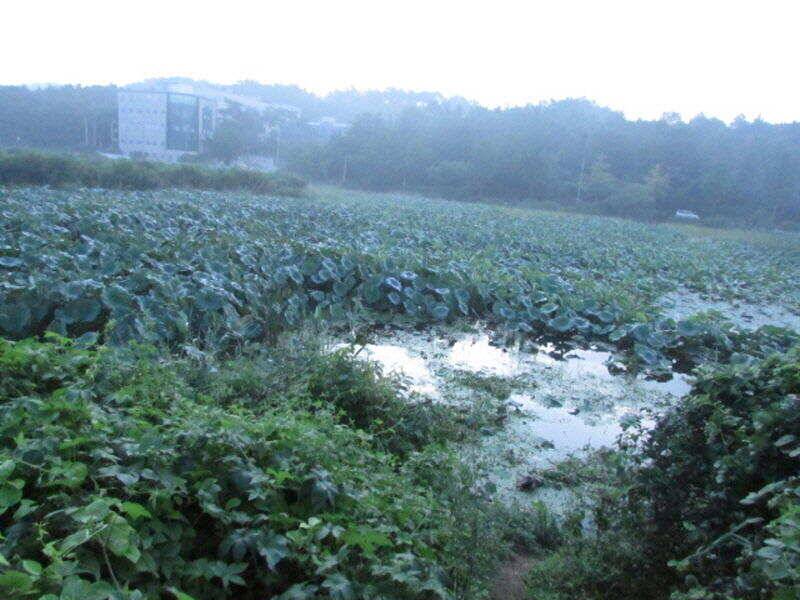 9월 첫째주 조황입니다 (조황조행기 - 특파원조황)
