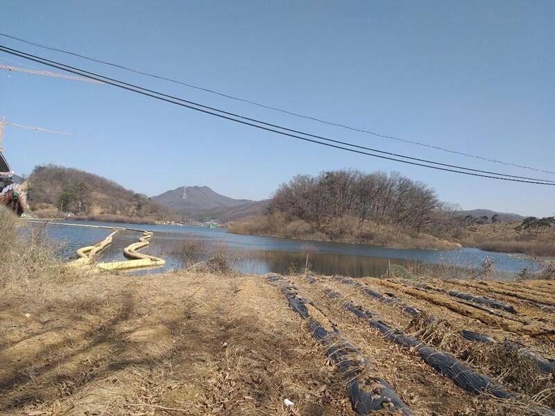 고삼지붕어들이 움직입니다 (조황조행기 - 특파원조황)