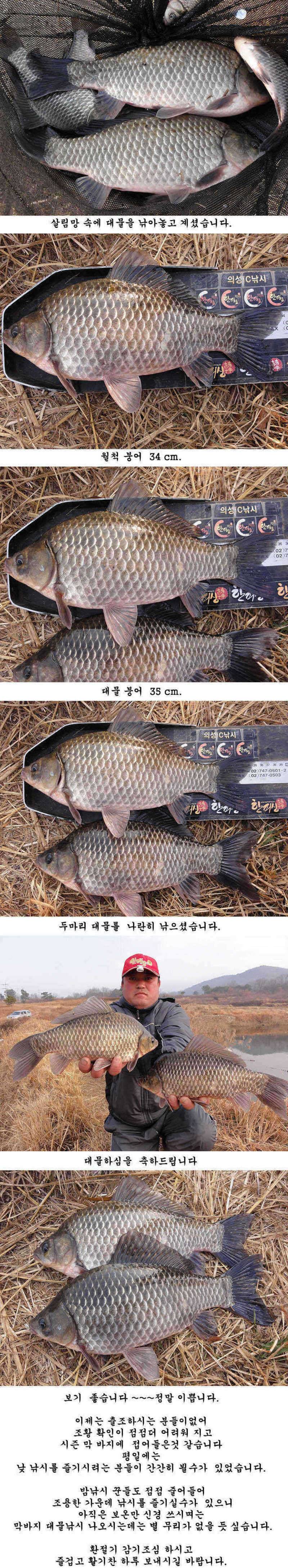 의성권 조황정보입니다 (조황조행기 - 특파원조황)