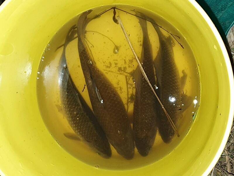 43cm 대물무료터 청미천 (조황조행기 - 특파원조황)
