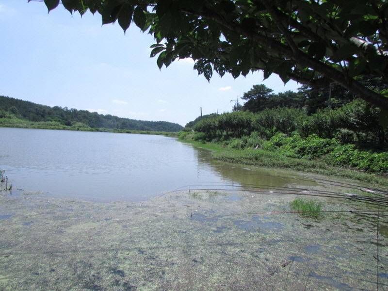 7월3째주 조황입니다 (조황조행기 - 특파원조황)