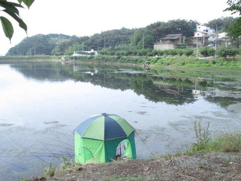 6월 2주차 조황 입니다 (조황조행기 - 특파원조황)