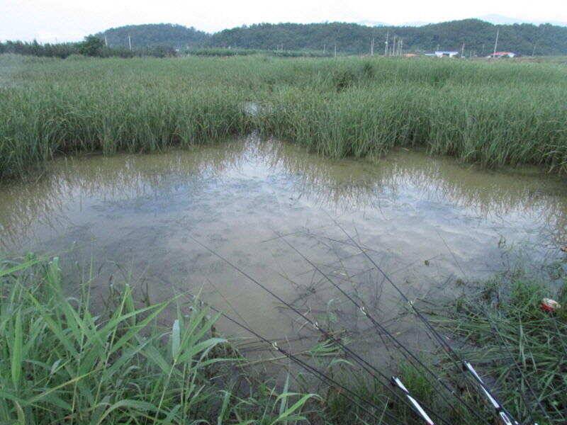 7월 첫주 조황입니다 (조황조행기 - 특파원조황)
