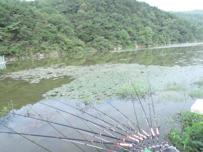 8월 마지막주 조황입니다 (조황조행기 - 특파원조황)
