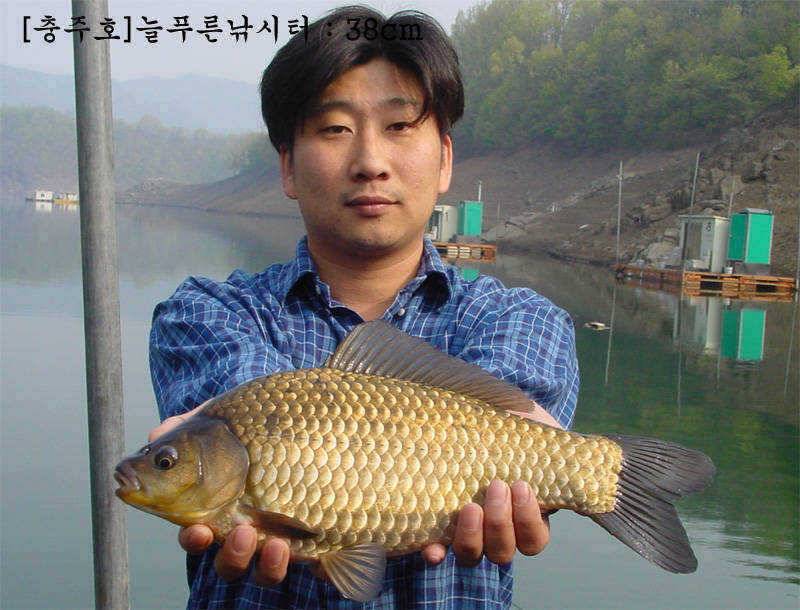 탄금호 충주호조황소식입니다 (조황조행기 - 특파원조황)