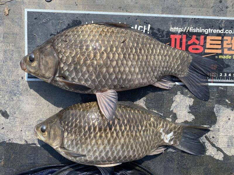 고삼지 노지 4짜들과 마릿수의 붕어들 (조황조행기 - 특파원조황)