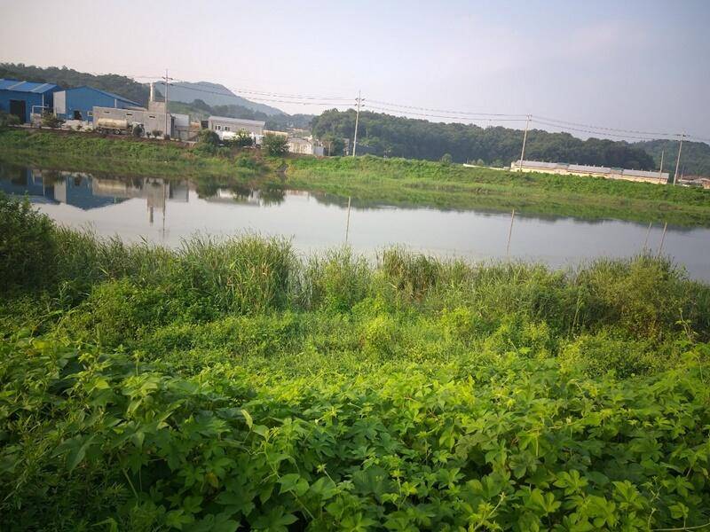 무료터 청미천붕어 나옵니다 (조황조행기 - 특파원조황)