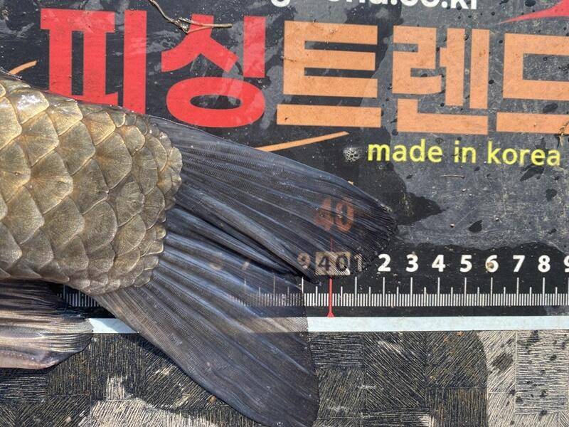 고삼지 노지 4짜들과 마릿수의 붕어들 (조황조행기 - 특파원조황)
