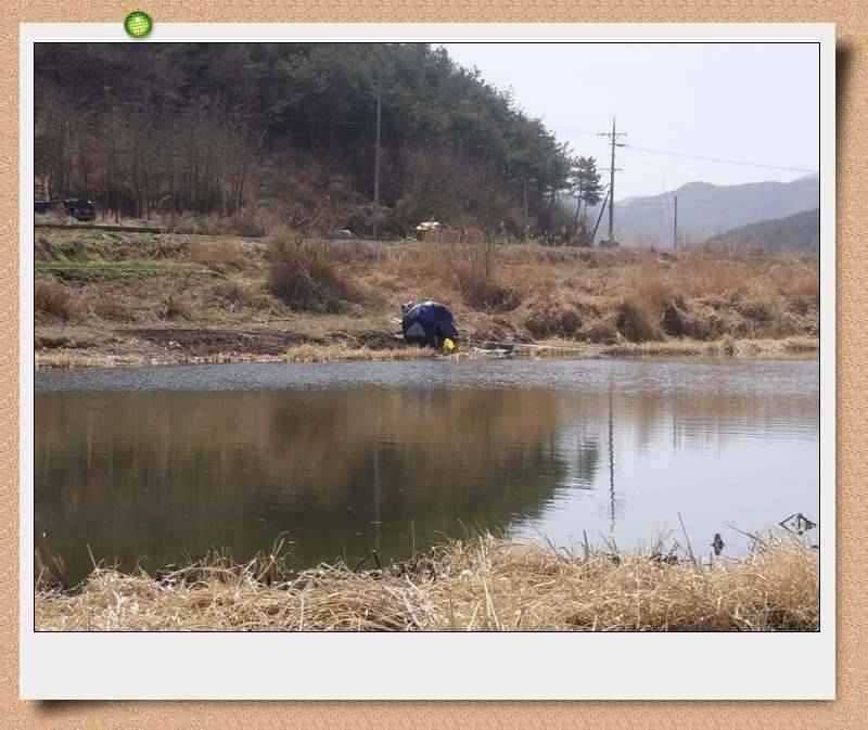 45cm 대물출현이방 늪지권 대물시즌 돌입 (조황조행기 - 특파원조황)