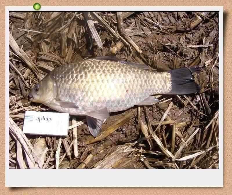 45cm 대물출현이방 늪지권 대물시즌 돌입 (조황조행기 - 특파원조황)