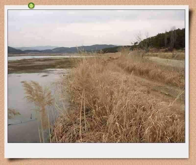 이방늪 답사 (조황조행기 - 특파원조황)